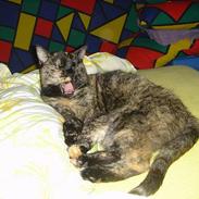 Blanding af racer Fie