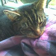 Blanding af racer Tiger