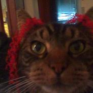 Blanding af racer Tiger