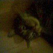 Blanding af racer Tiger