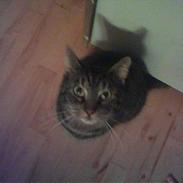 Blanding af racer Tiger