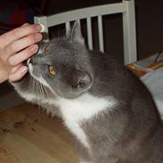 Blanding af racer Picasso