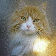 Maine Coon max