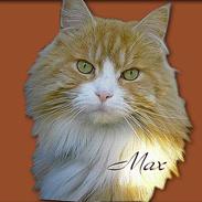 Maine Coon max