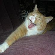 Blanding af racer Tigern