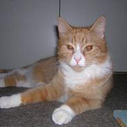 Blanding af racer Tigern