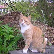 Blanding af racer Tigern