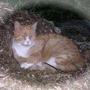 Blanding af racer Tigern