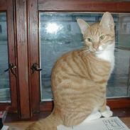 Blanding af racer Kalo DøD