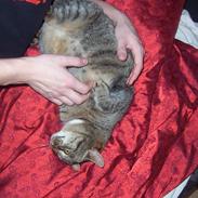 Blanding af racer Tequila