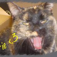 Blanding af racer Fie