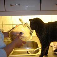 Blanding af racer Fie