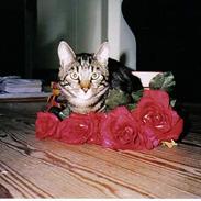 Huskat Tiger (dansk)