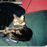 Huskat Tiger (dansk)