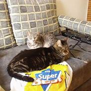 Huskat Tiger (dansk)