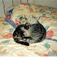 Huskat Tiger (dansk)