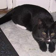 Blanding af racer Stacy