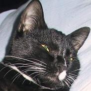 Blanding af racer Stacy