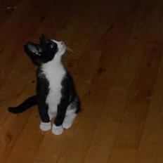 Blanding af racer Thor