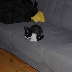 Blanding af racer Thor