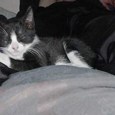 Blanding af racer Thor