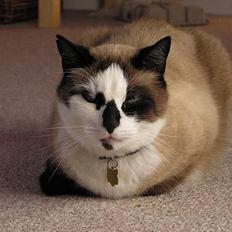 Blanding af racer Emil  R.I.P.