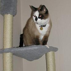 Blanding af racer Emil  R.I.P.