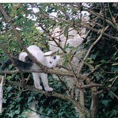 Blanding af racer Sille