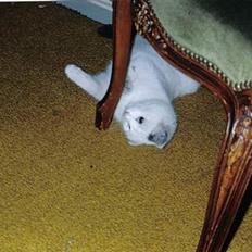 Blanding af racer Sille