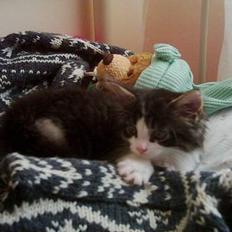 Blanding af racer Trille