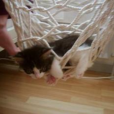 Blanding af racer Trille