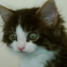 Blanding af racer Trille