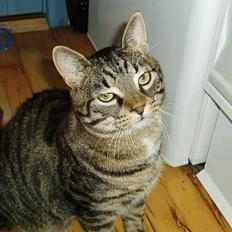 Blanding af racer Frederik