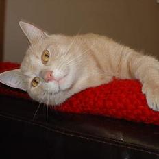 Blanding af racer Nugga Boris