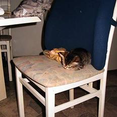 Blanding af racer Sofie