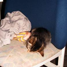 Blanding af racer Sofie