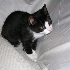 Blanding af racer Chess