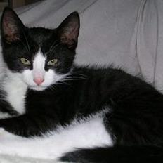 Blanding af racer Chess