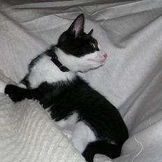 Blanding af racer Chess