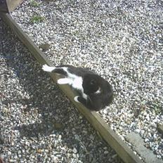 Blanding af racer Lille mus...