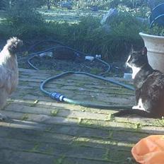 Blanding af racer Lille mus...