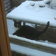 Blanding af racer Lille mus...