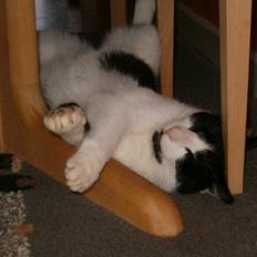 Blanding af racer basse