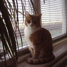 Blanding af racer Jack