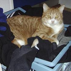 Blanding af racer Jack