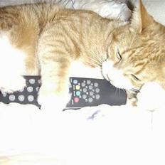 Blanding af racer Jack