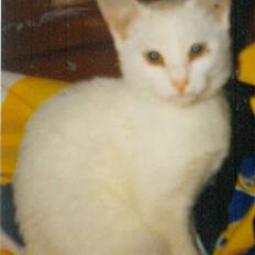 Blanding af racer Plet