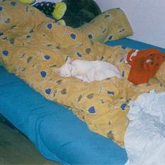 Blanding af racer Plet