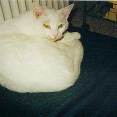 Blanding af racer Plet