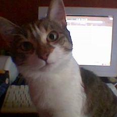 Blanding af racer Pusser